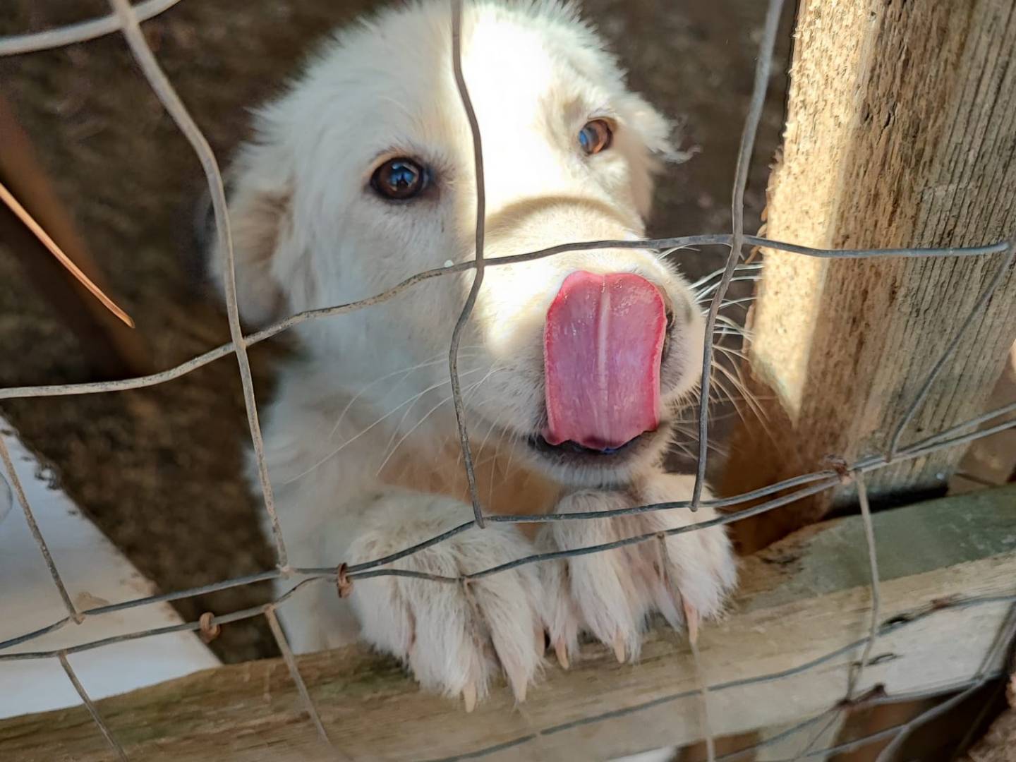 Adotta un cane, taglia media, femmina, Bari