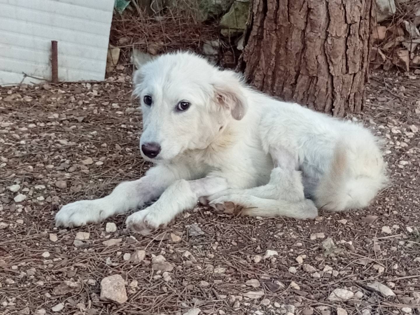 Vuoi adottare un cane a Bari?