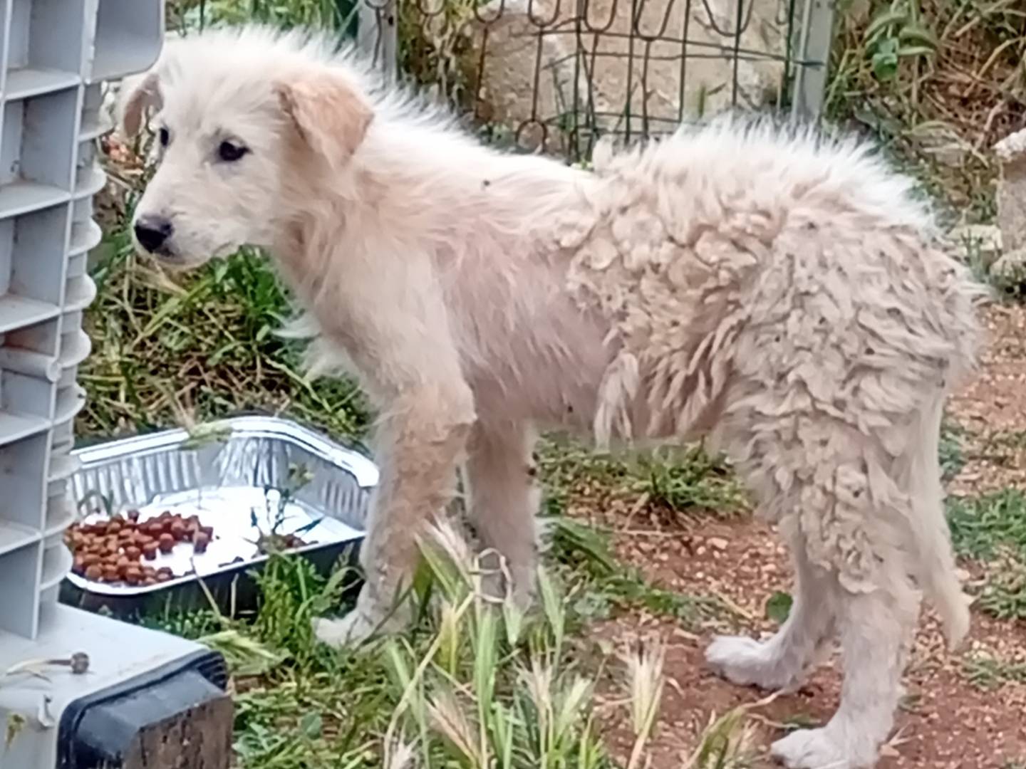 Adotta il cane Shiva a Bari