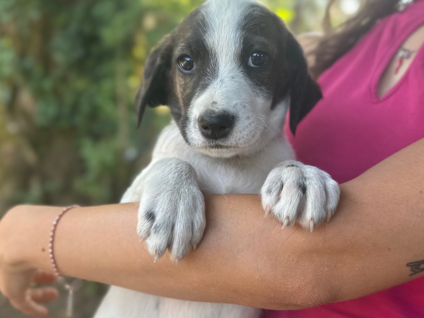Adozione cane, maschio, Razza sconosciuta Razza sconosciuta, 3 mesi, taglia media, Salerno