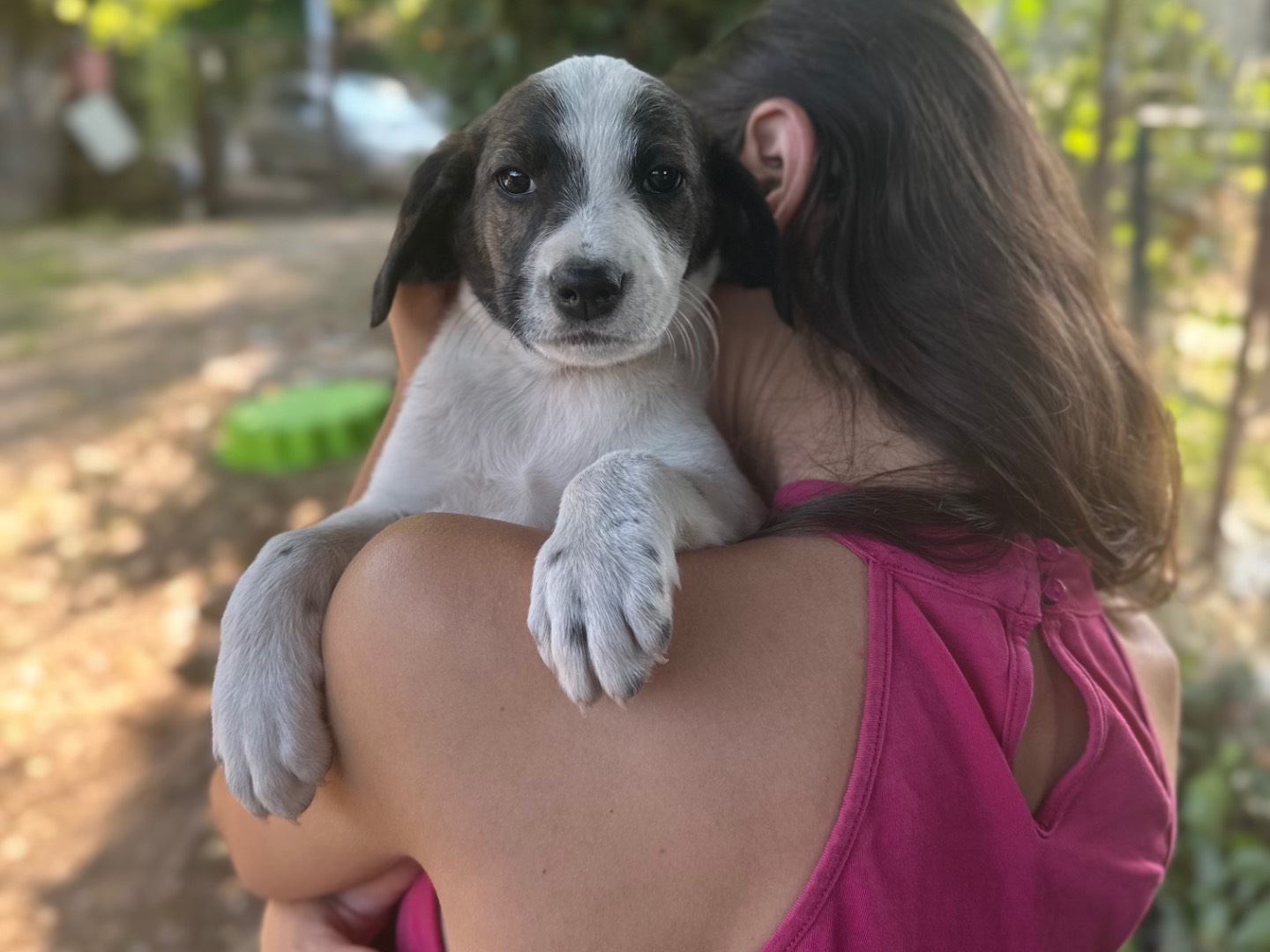 Adotta il cane Scott a Salerno