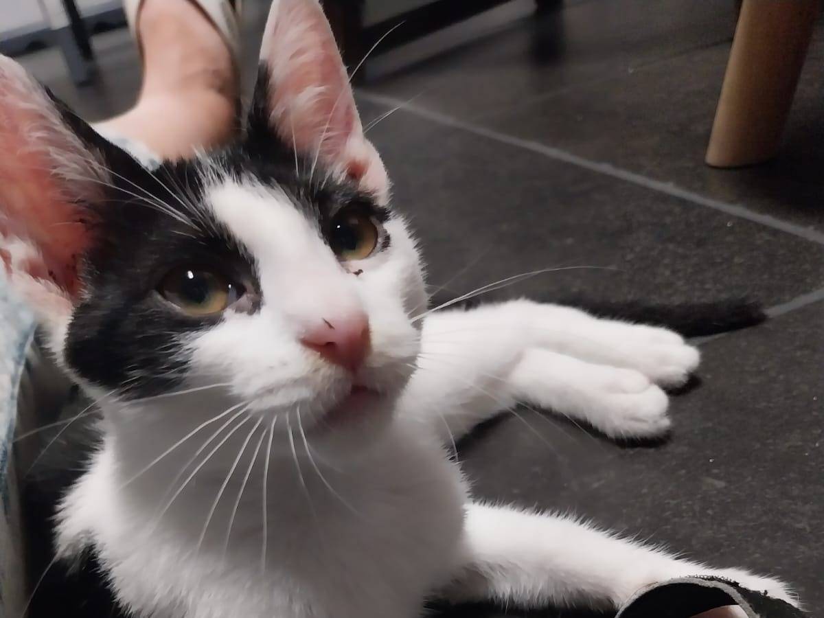 Adozione gatto, maschio, Razza sconosciuta Razza sconosciuta, 2 mesi, taglia non valida, Teramo