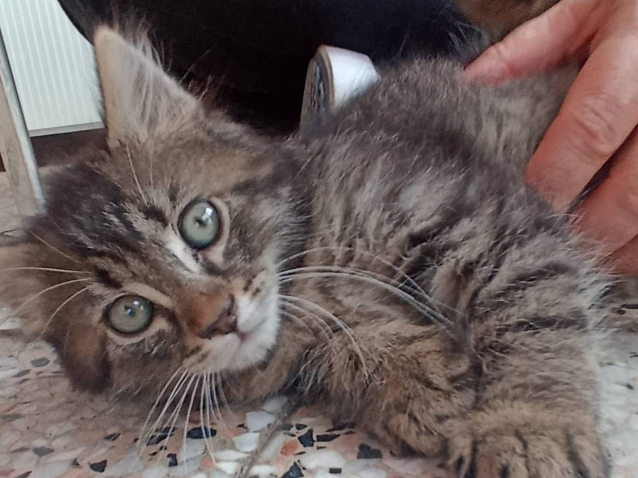 Adozione gatto, maschio, Razza sconosciuta Razza sconosciuta, 4 mesi, taglia non valida, Firenze