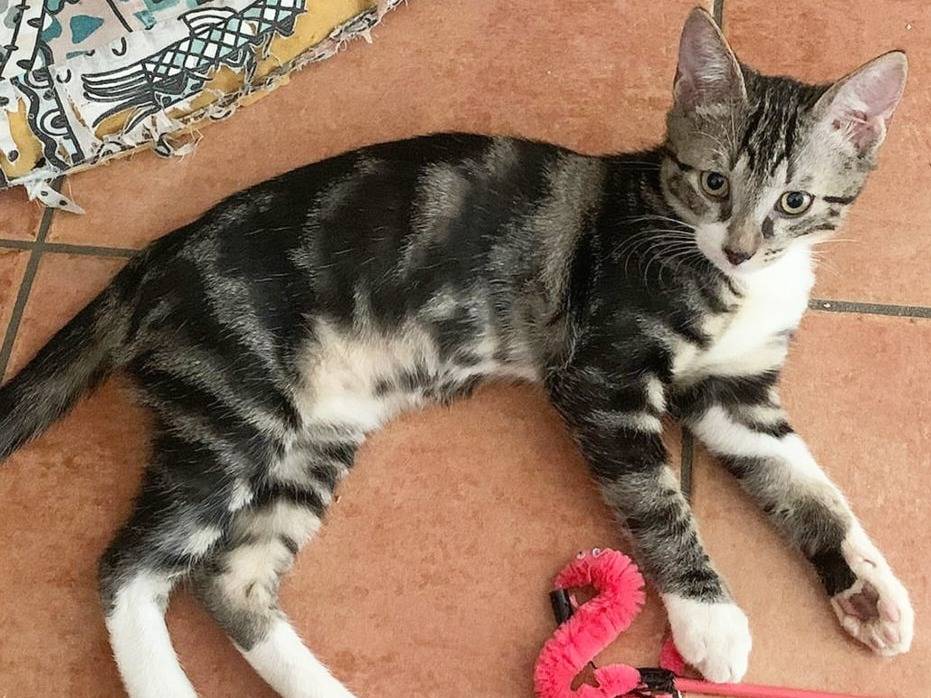 Adozione gatto, maschio, Razza sconosciuta Razza sconosciuta, 4 mesi, taglia non valida, Torino