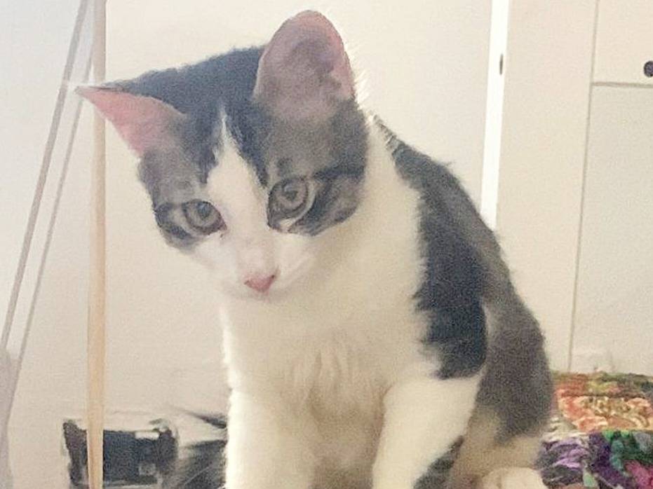 Adozione gatto, maschio, Razza sconosciuta Razza sconosciuta, 4 mesi, taglia non valida, Torino