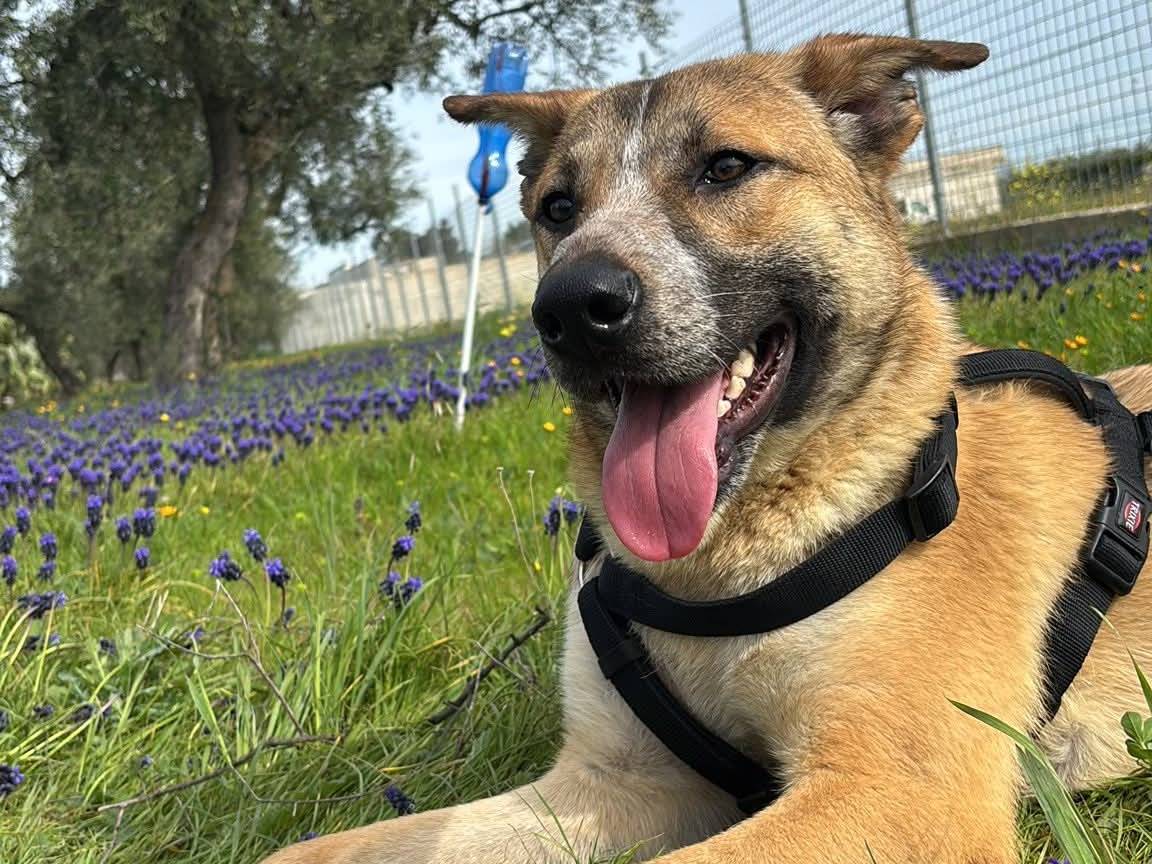 Adozione cane, maschio, Razza sconosciuta Razza sconosciuta, 1 anno e 8 mesi, taglia media, Barletta