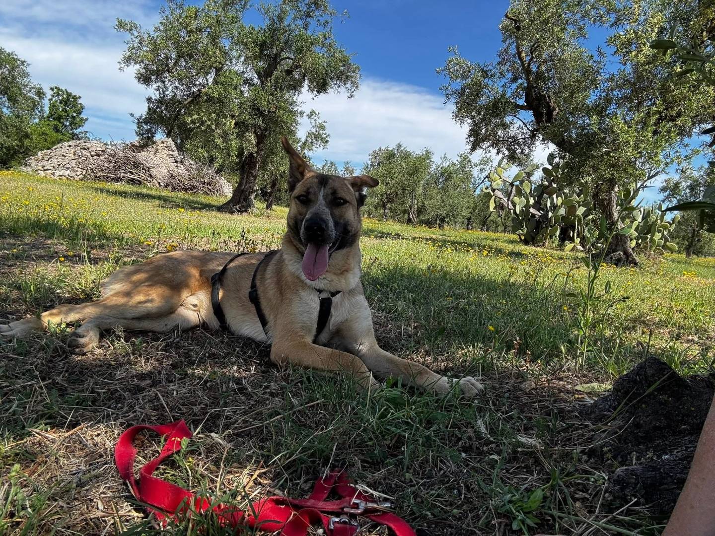 Adotta un cane, maschio, 1 anno e 8 mesi, Barletta