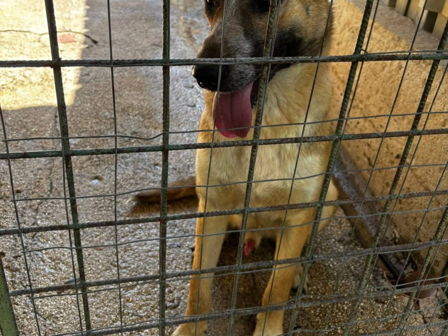 Adotta un cane, taglia media, maschio, Barletta