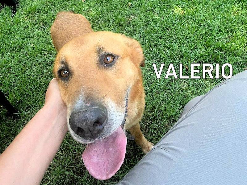 Adozione cane, maschio, Golden Retriever Razza sconosciuta, 3 anni e 1 mese, taglia media, Frosinone
