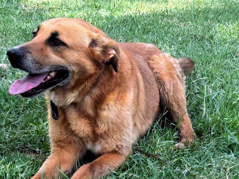Adotta un cane, maschio, 3 anni e 1 mese, Frosinone