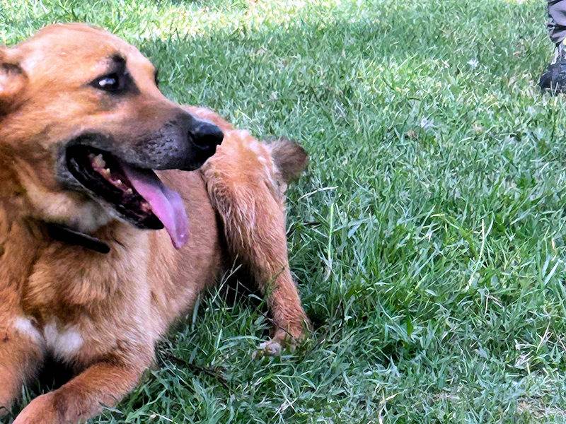Adotta un cane, taglia media, maschio, Frosinone