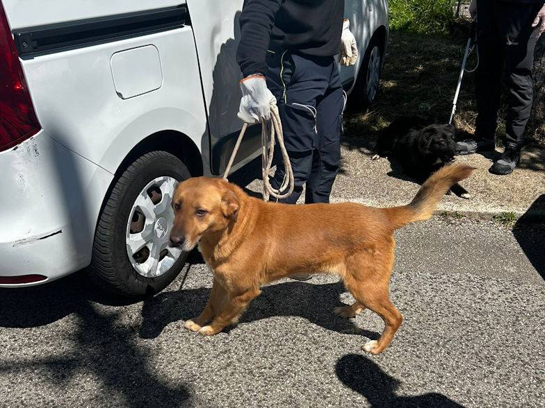 Vuoi adottare un cane a Frosinone?