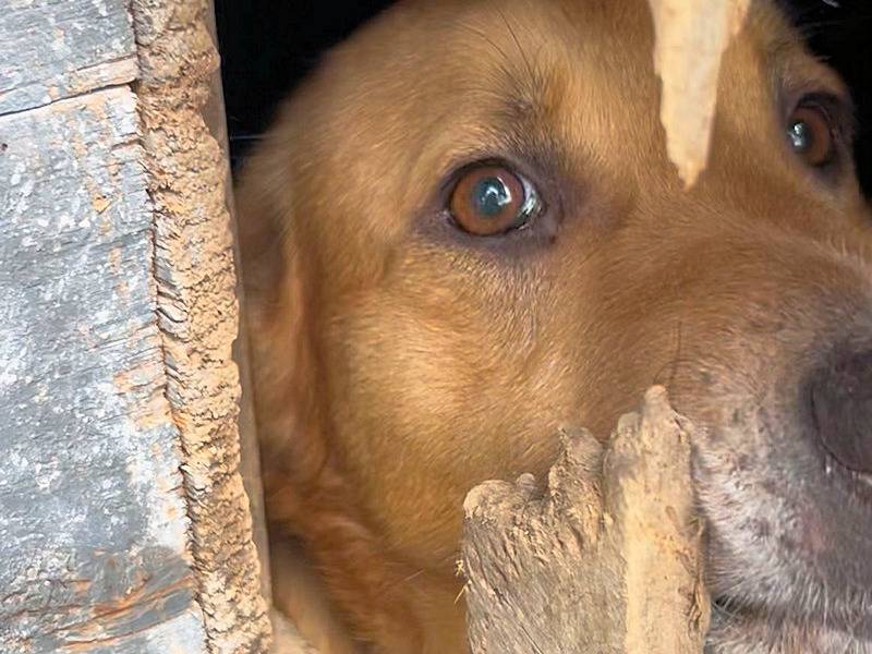 Adotta il cane VALERIO a Frosinone