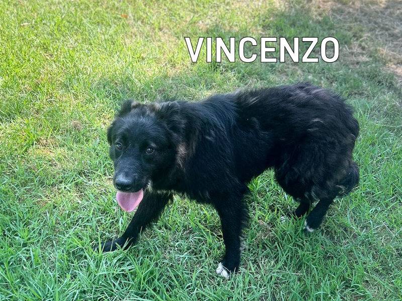 Adozione cane, maschio, Razza sconosciuta Razza sconosciuta, 6 anni e 6 mesi, taglia media, Frosinone