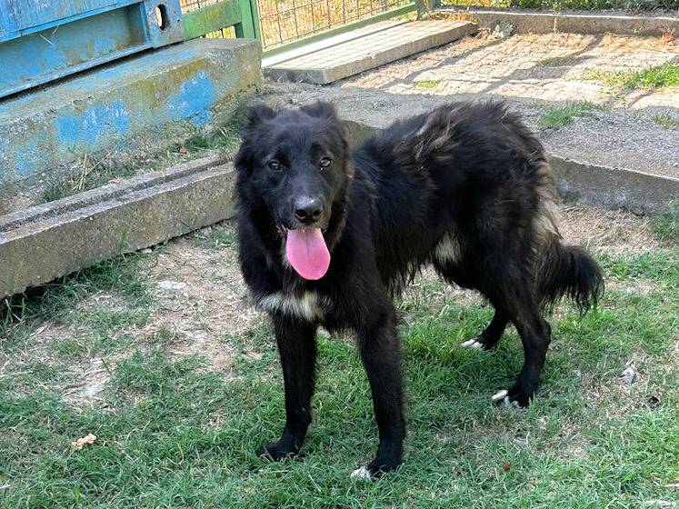Adotta un cane, maschio, 6 anni e 6 mesi, Frosinone