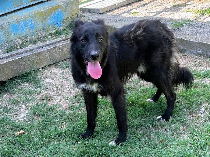 Adotta un cane, taglia media, maschio, Frosinone