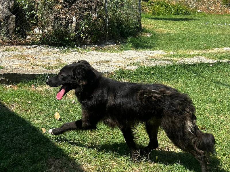 Vuoi adottare un cane a Frosinone?