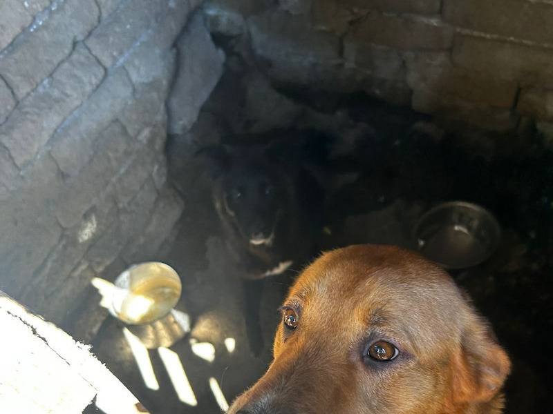 Adotta il cane VINCENZO a Frosinone