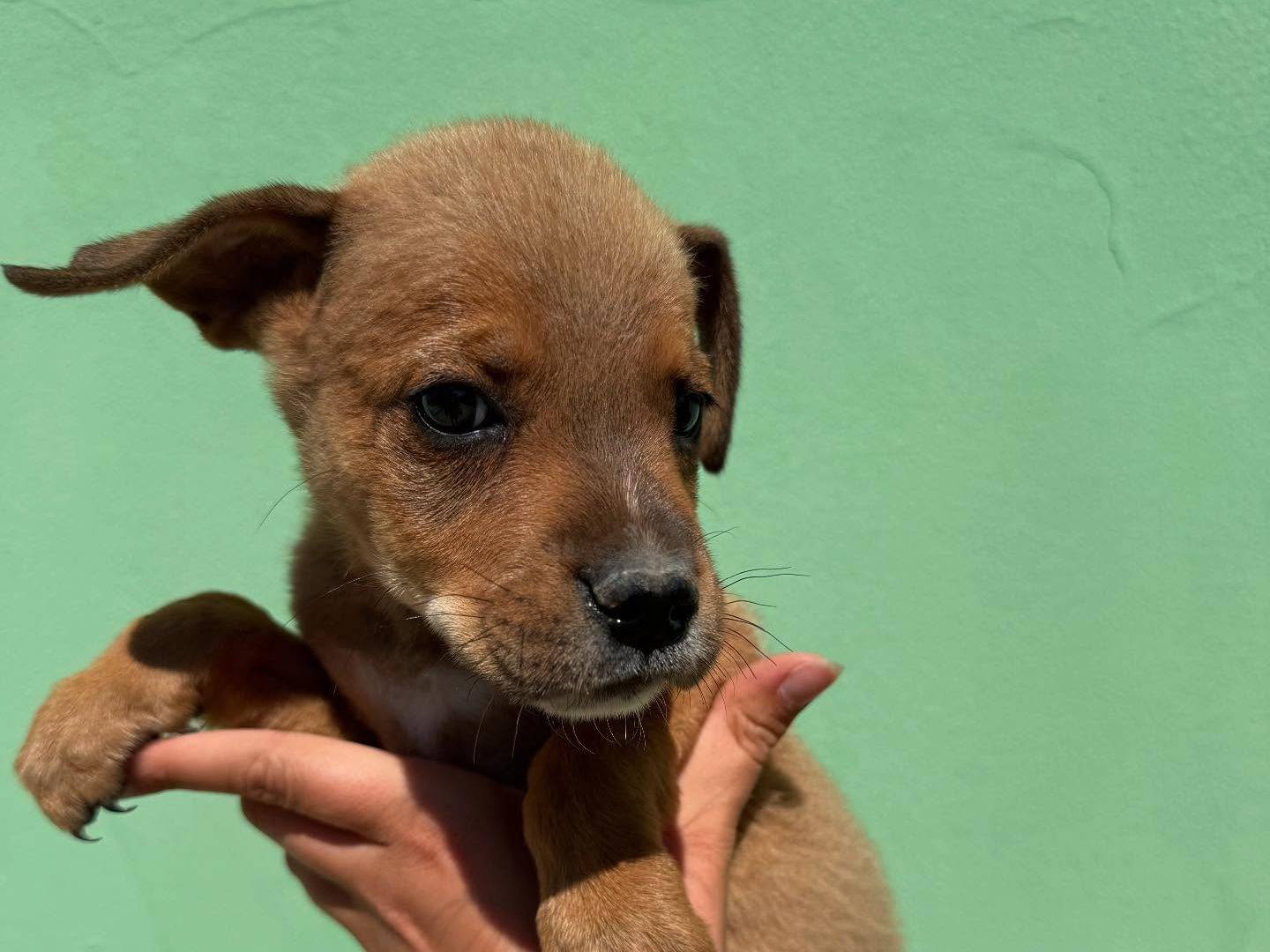 Vuoi adottare un cane a Matera?