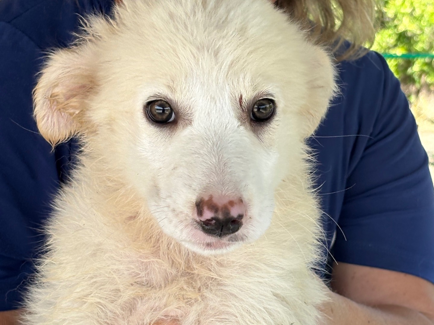 Adozione cane, femmina, Pastore maremmano Razza sconosciuta, 3 mesi, taglia grande, Torino