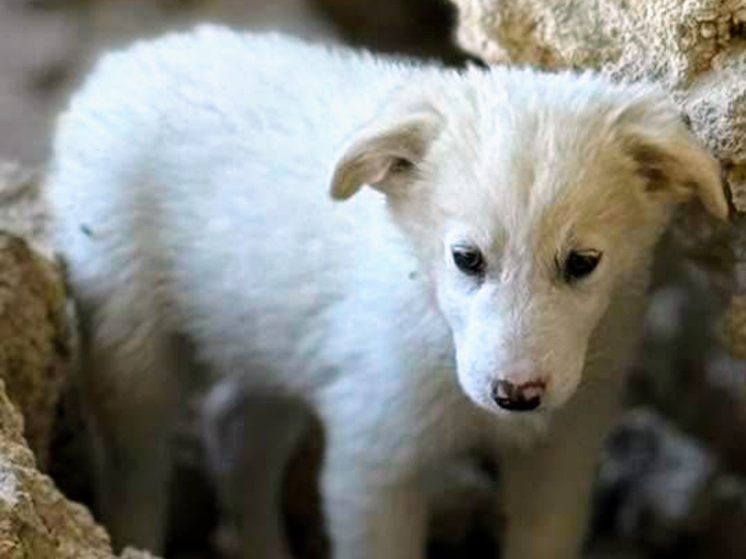Adotta un cane, femmina, 3 mesi, Torino