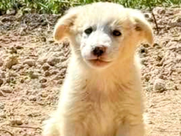 Adotta un cane, taglia grande, femmina, Torino