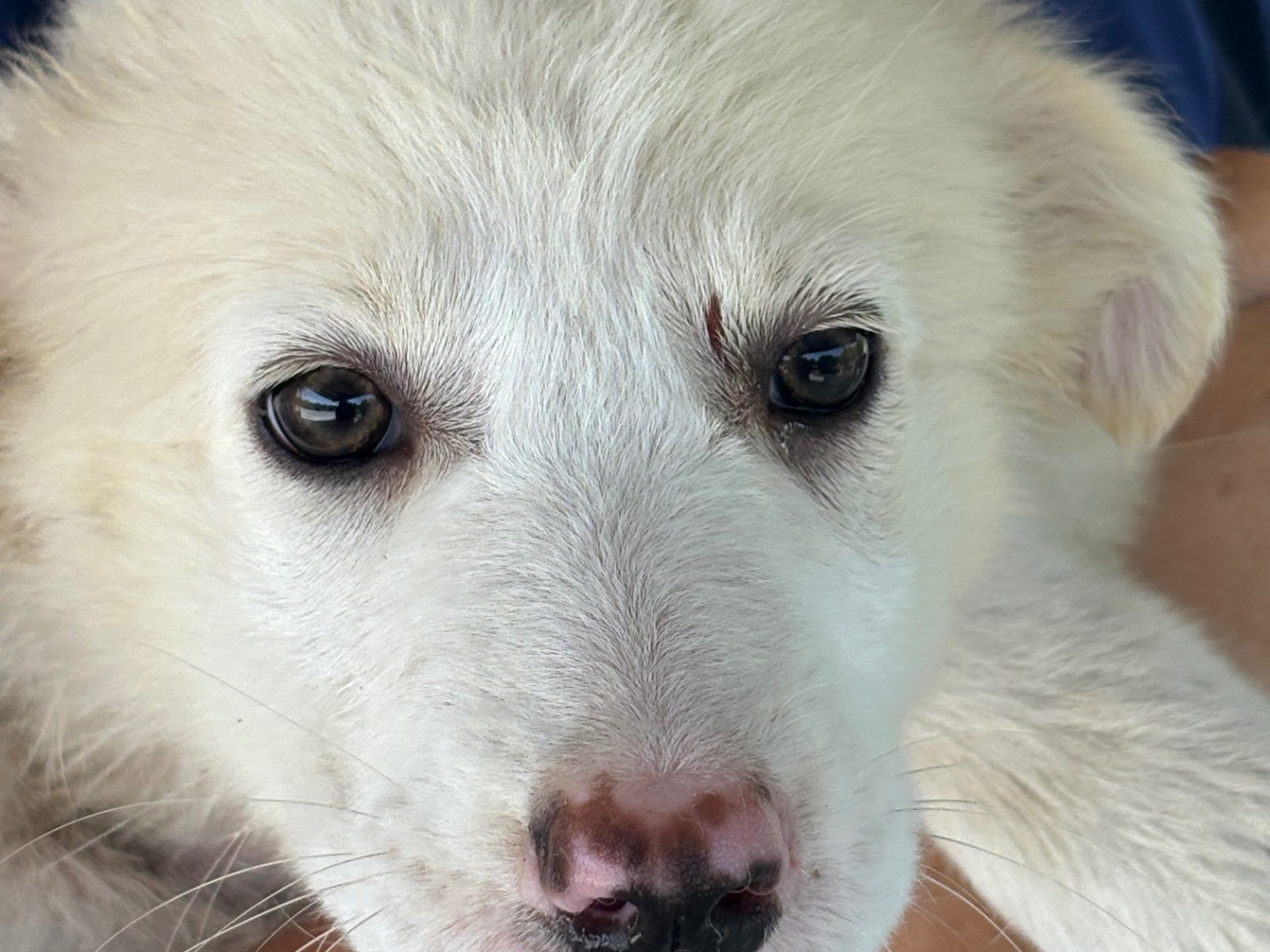 Vuoi adottare un cane a Torino?