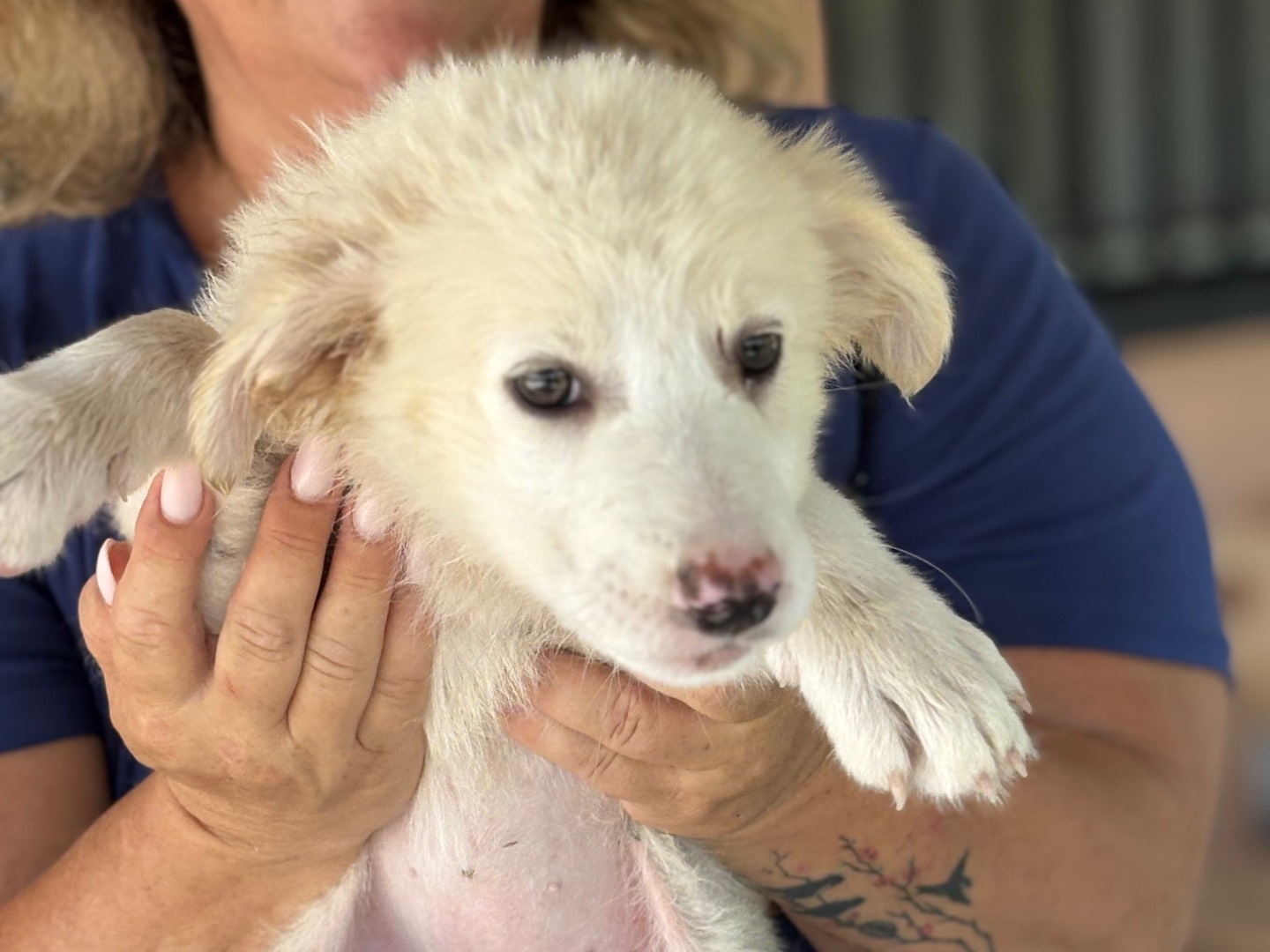 Adotta il cane Bianca  a Torino