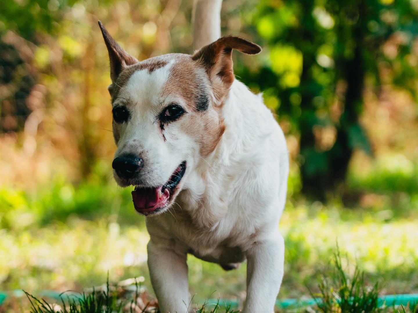 Adozione cane, maschio, Jack Russell Terrier Razza sconosciuta, 11 anni e 4 mesi, taglia media, Milano