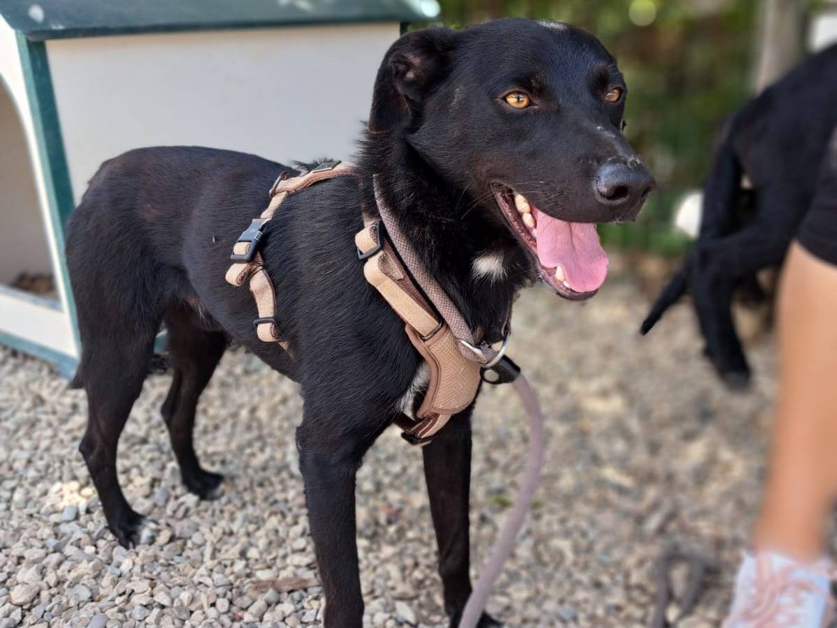 Adozione cane, maschio, Razza sconosciuta Razza sconosciuta, 1 anno e 3 mesi, taglia media contenuta, Benevento