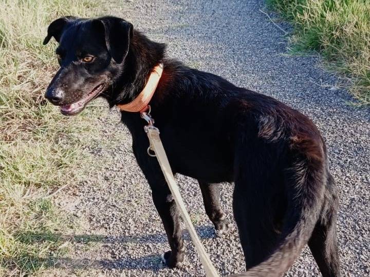 Adotta un cane, maschio, 1 anno e 3 mesi, Benevento