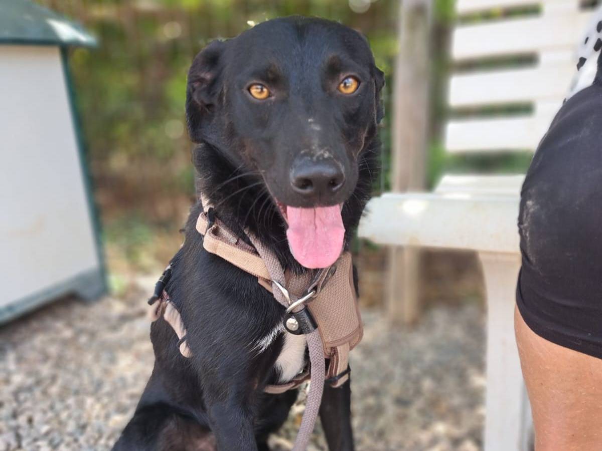 Adotta un cane, taglia media contenuta, maschio, Benevento