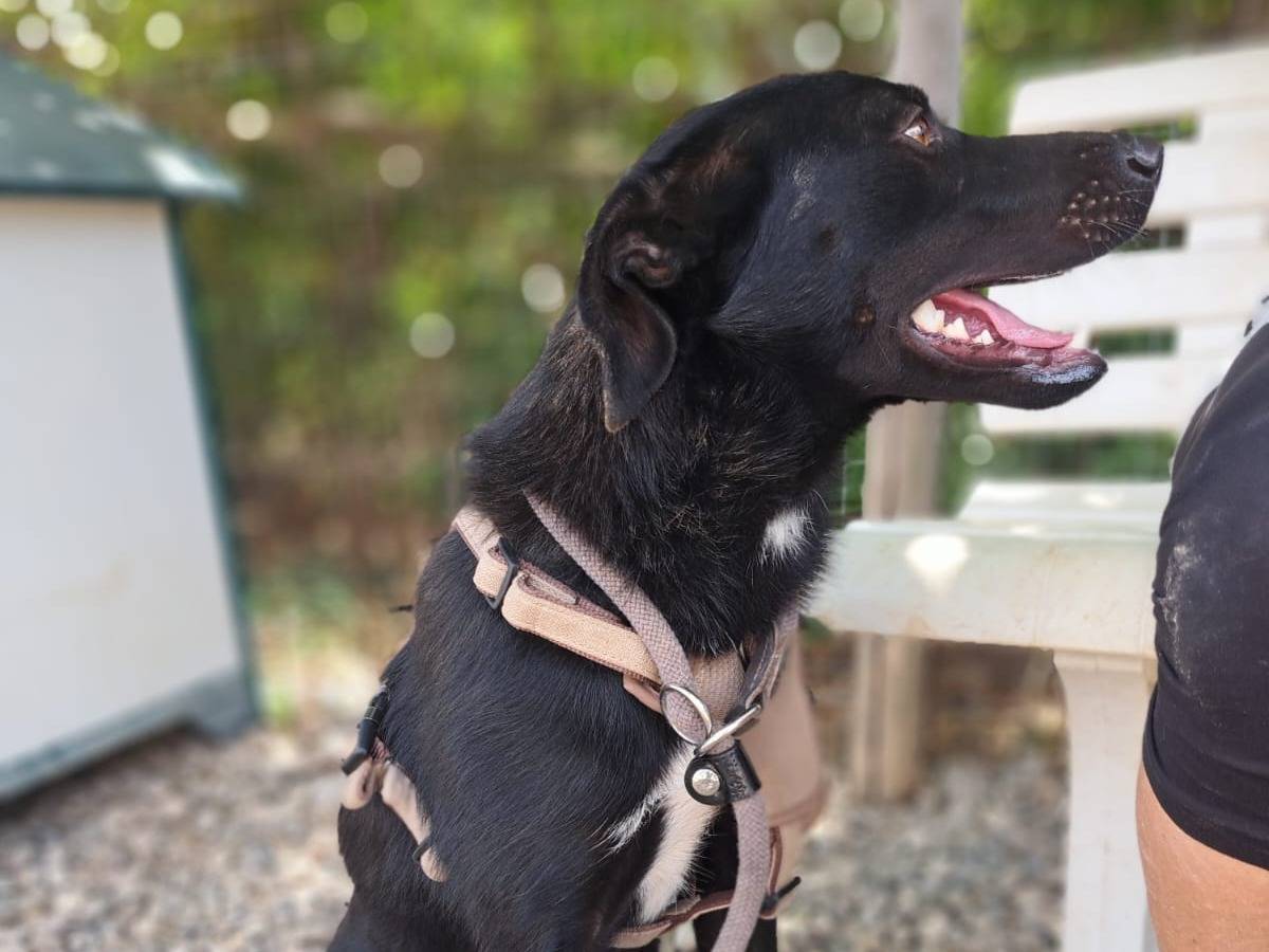 Vuoi adottare un cane a Benevento?