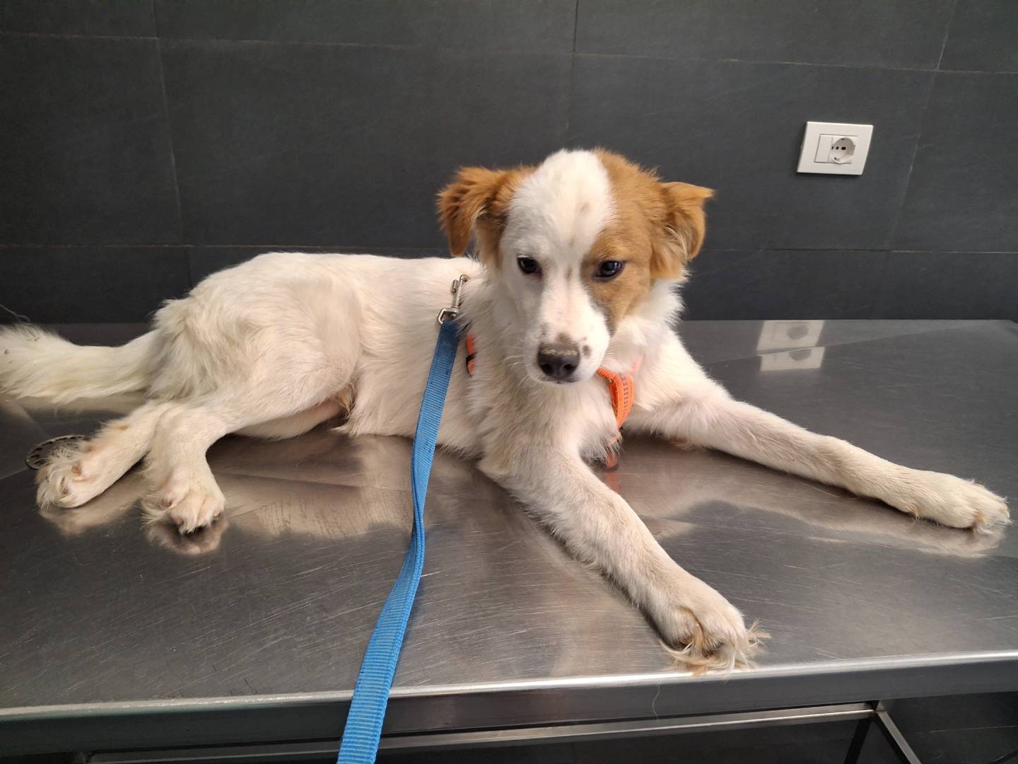 Adozione cane, maschio, Razza sconosciuta Razza sconosciuta, 5 mesi, taglia media contenuta, Benevento
