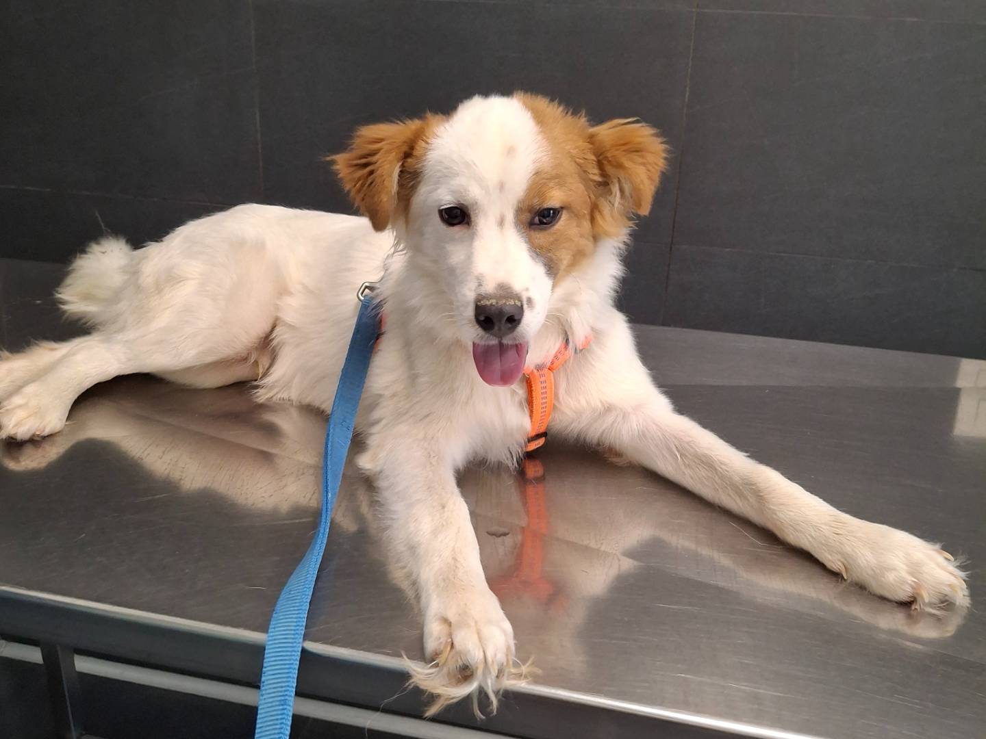Adotta un cane, maschio, 5 mesi, Benevento