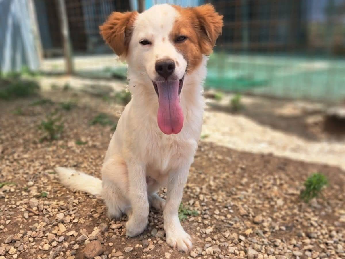 Adotta un cane, taglia media contenuta, maschio, Benevento