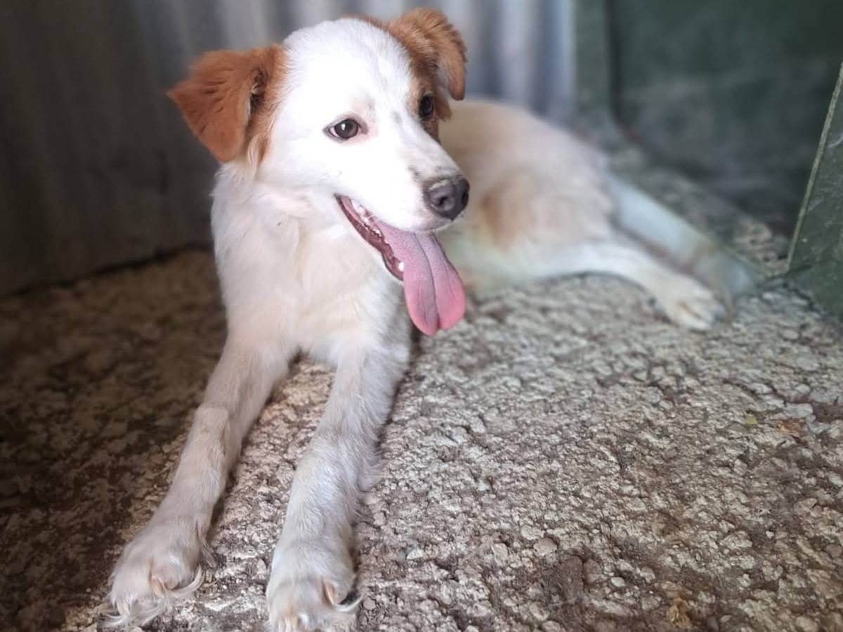 Vuoi adottare un cane a Benevento?
