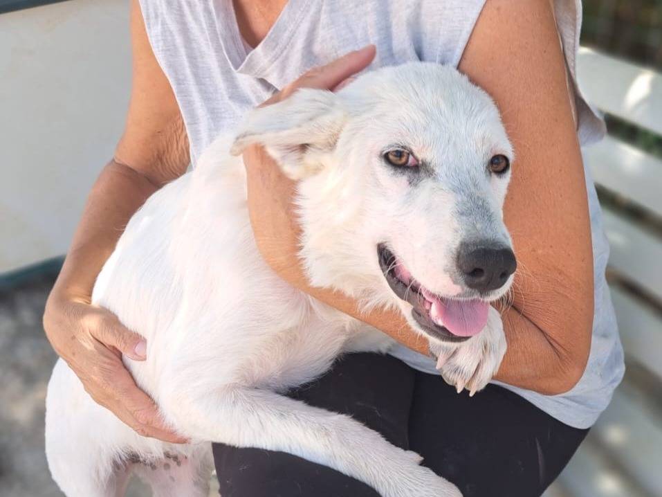 Adozione cane, femmina, Labrador Retriever Pastore svizzero, 5 mesi, taglia media, Benevento