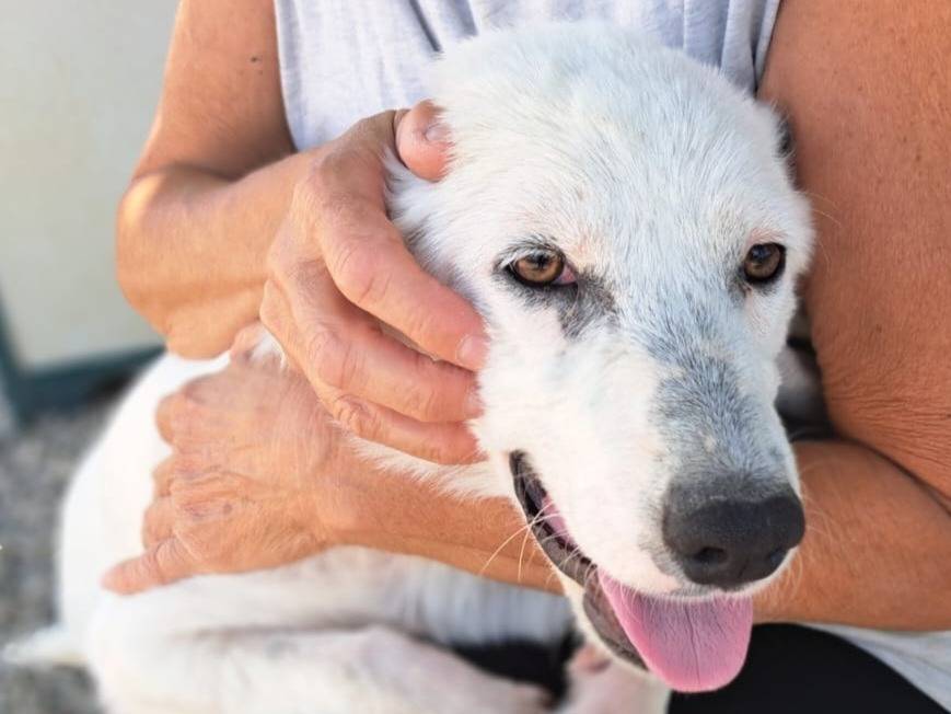 Adotta un cane, femmina, 5 mesi, Benevento
