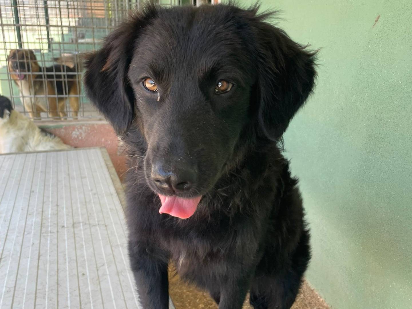 Adozione cane, maschio, Razza sconosciuta Razza sconosciuta, 8 mesi, taglia media contenuta, Benevento