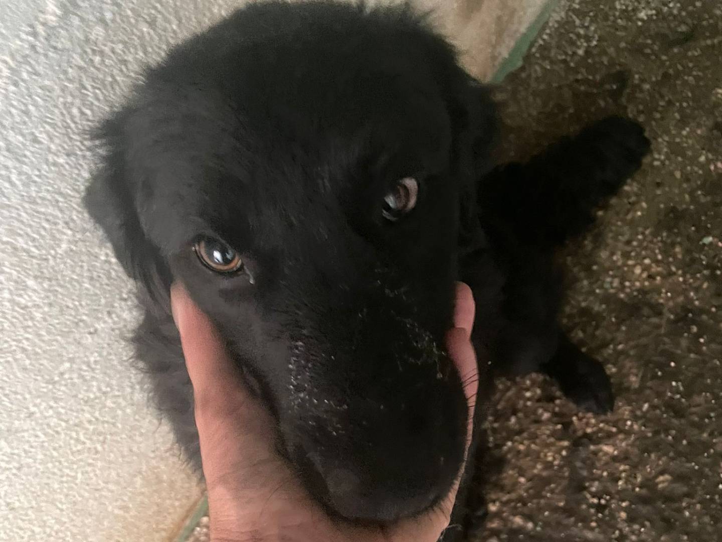Adotta un cane, maschio, 8 mesi, Benevento