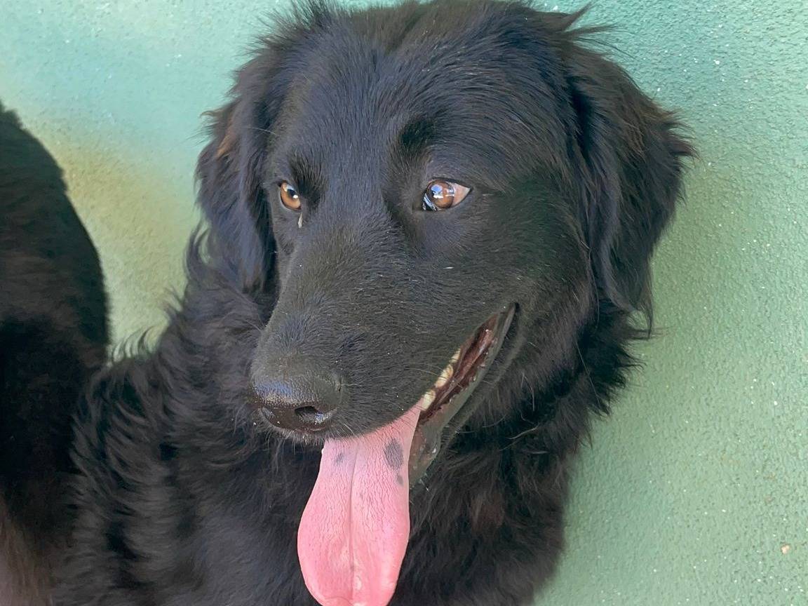 Adotta un cane, taglia media contenuta, maschio, Benevento