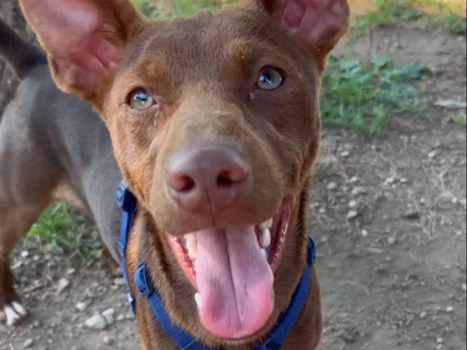 Vuoi adottare un cane a Milano?