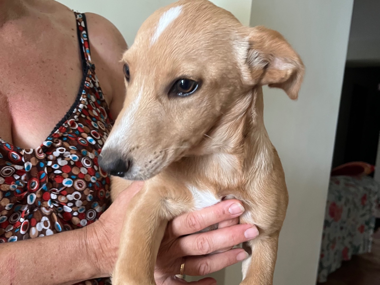 Adotta un cane, taglia media contenuta, femmina, Avellino