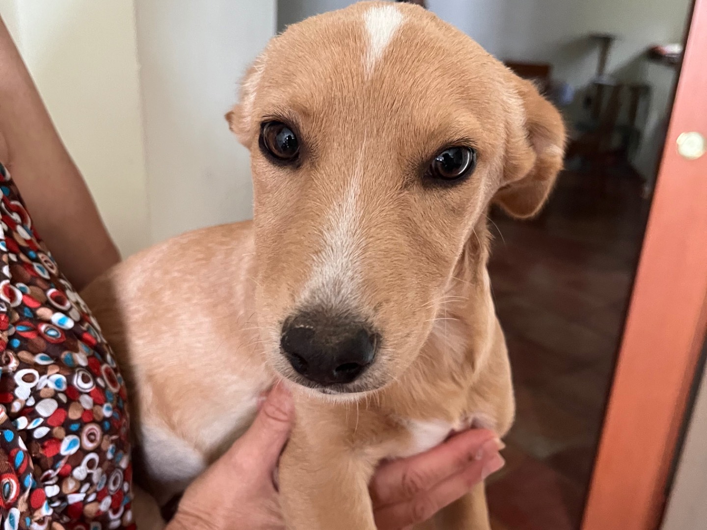 Vuoi adottare un cane a Avellino?
