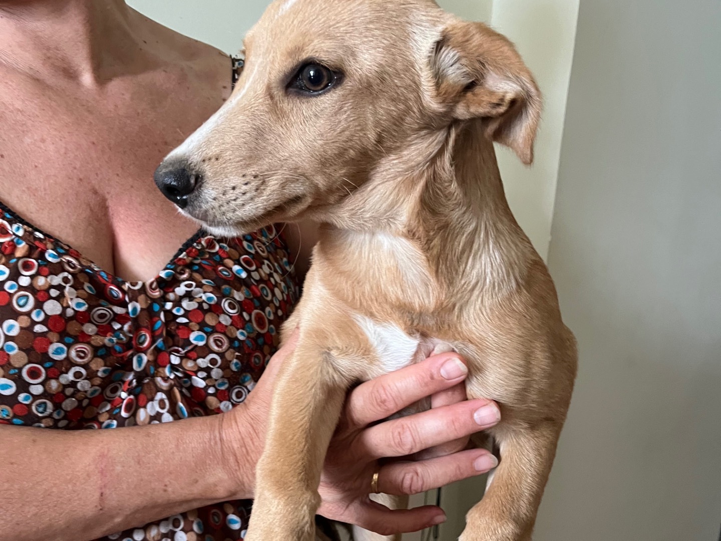 Adotta il cane Perla  a Avellino