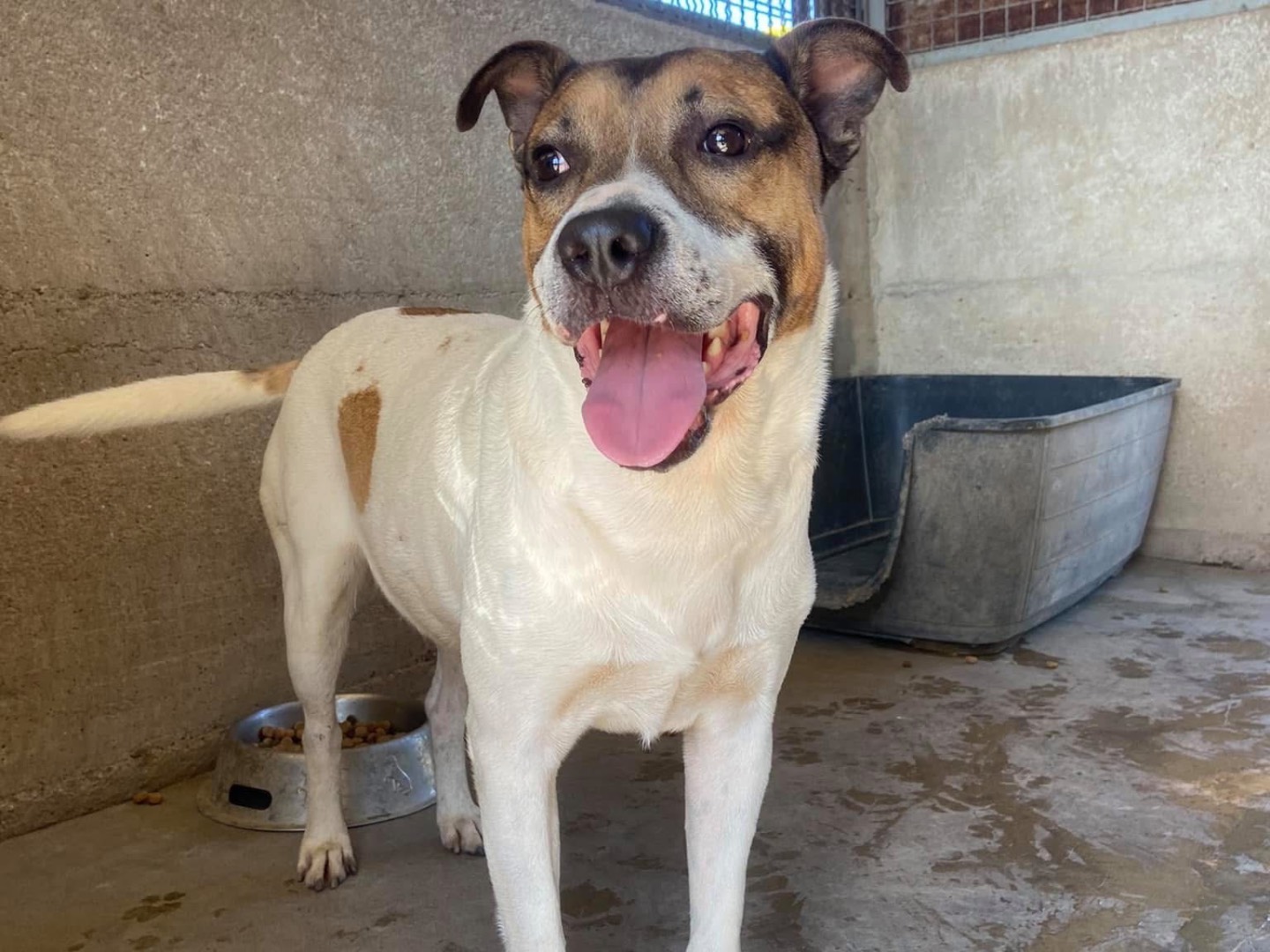 Adozione cane, maschio, Amstaff Razza sconosciuta, 5 anni e 4 mesi, taglia grande, Caserta