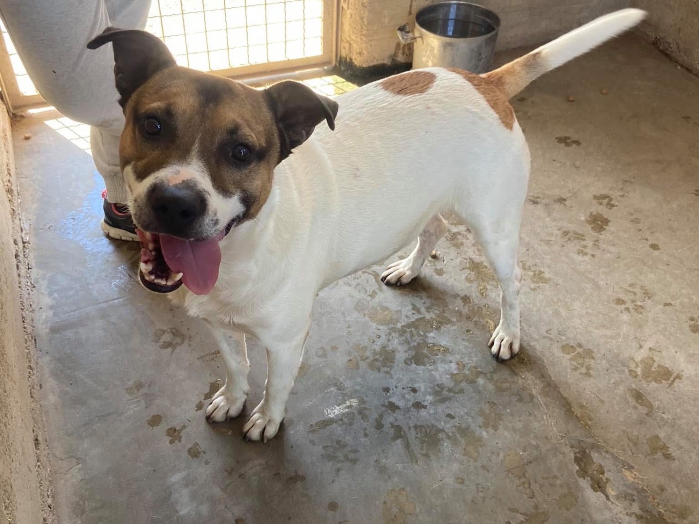 Adotta un cane, maschio, 5 anni e 4 mesi, Caserta