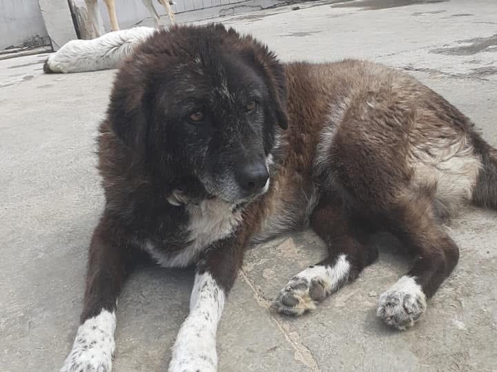 Adozione cane, femmina, Razza sconosciuta Razza sconosciuta, 12 anni e 4 mesi, taglia gigante, Caserta