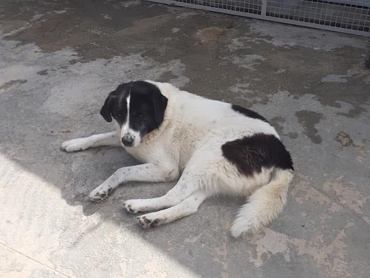 Adozione cane, femmina, Razza sconosciuta Razza sconosciuta, 10 anni e 3 mesi, taglia gigante, Caserta